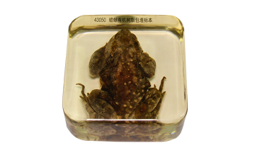 43050 toad embedded specimen