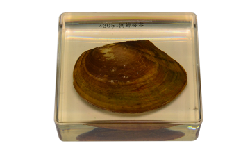 43051 mussel embedded specimens