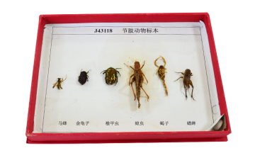 43118 arthropod specimens