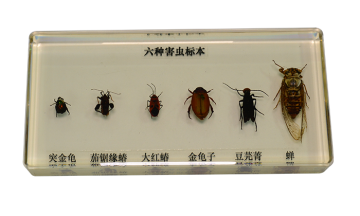 43150 insect specimens