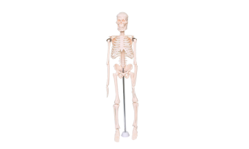 39051 Children skeleton model