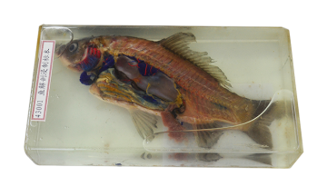 43001 Fish specimen